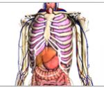 Google Body preview