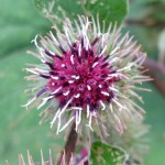 Arctium minus – Fiore Bardana