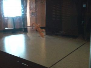 Gecko in Server Farm