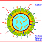 virus dell'influenza virus dell'influenza