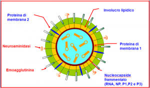 virus dell'influenza