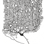 Anatomia - Cellula Purkinje