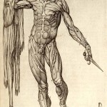 Appunti di Anatomia 2
